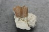 plagiolophus minor - Eocene - Dordogne - France