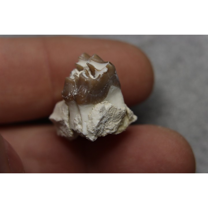 plagiolophus minor - Eocene - Dordogne - France