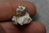 plagiolophus minor - Eocene - Dordogne - France