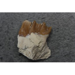 plagiolophus minor - Eocene - Dordogne - France