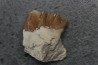 plagiolophus minor - Eocene - Dordogne - France