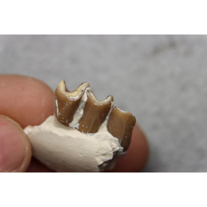 plagiolophus minor - Eocene - Dordogne - France