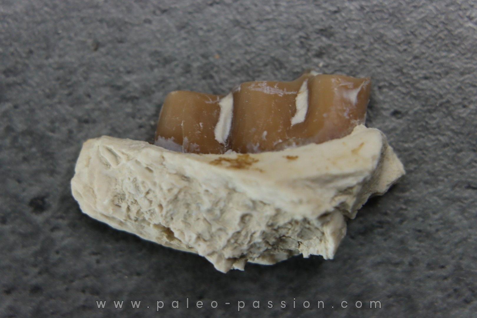 plagiolophus minor - Eocene - Dordogne - France