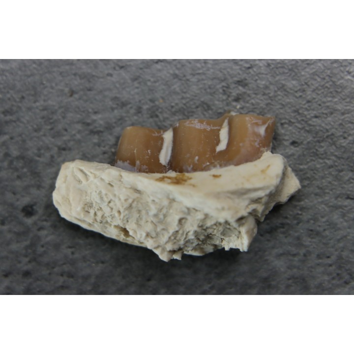 plagiolophus minor - Eocene - Dordogne - France