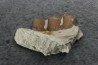 plagiolophus minor - Eocene - Dordogne - France