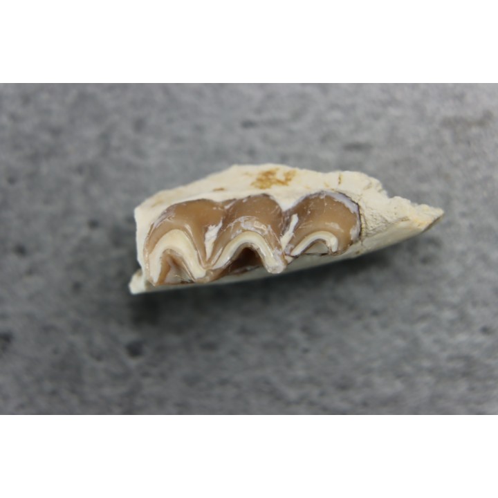 plagiolophus minor - Eocene - Dordogne - France