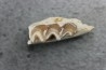 plagiolophus minor - Eocene - Dordogne - France