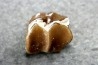 plagiolophus minor - Eocene - Dordogne - France