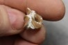 plagiolophus minor - Eocene - Dordogne - France