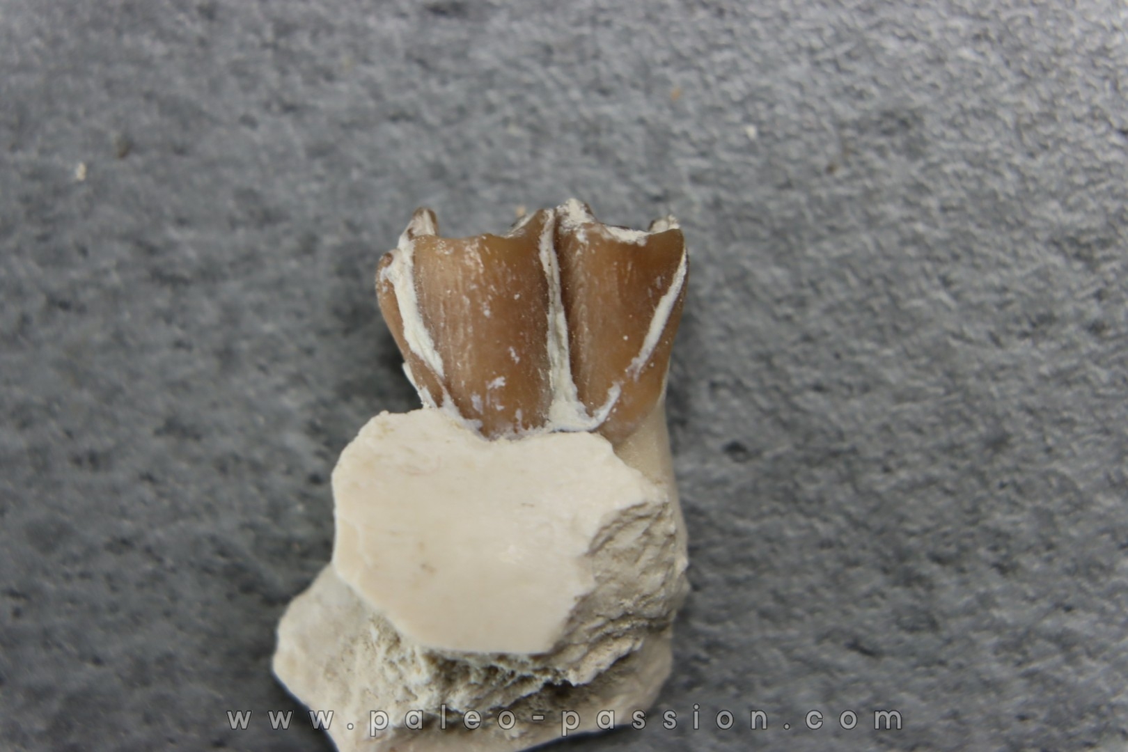 plagiolophus minor - Eocene - Dordogne - France