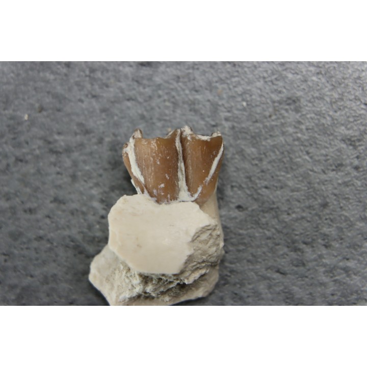 plagiolophus minor - Eocene - Dordogne - France