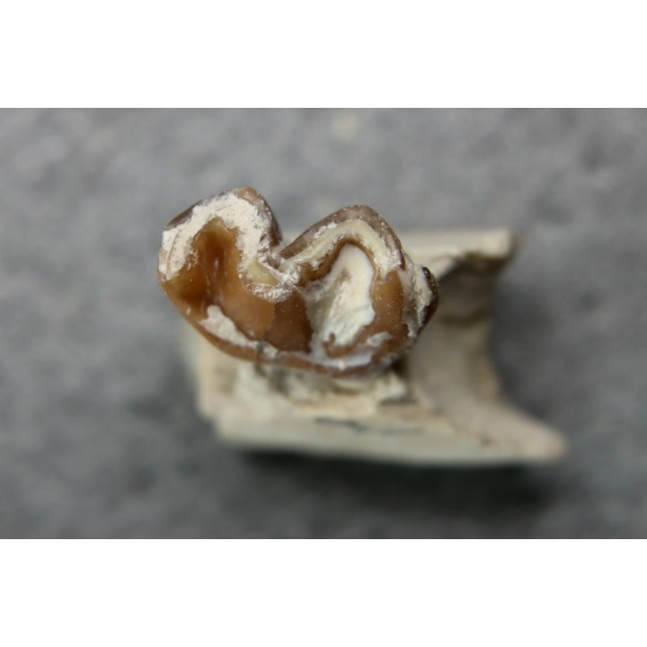 plagiolophus minor - Eocene - Dordogne - France
