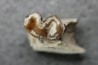plagiolophus minor - Eocene - Dordogne - France