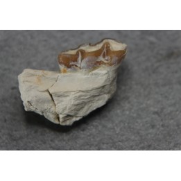 plagiolophus minor - Eocene - Dordogne - France