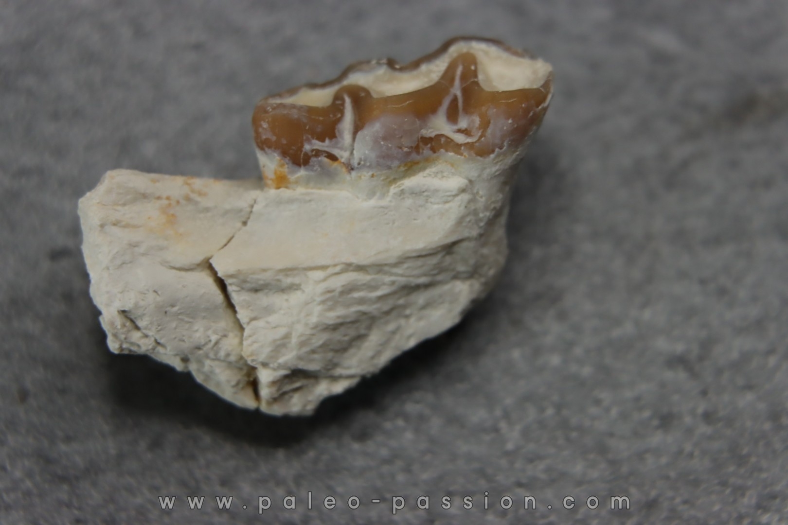 plagiolophus minor - Eocene - Dordogne - France