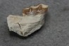 plagiolophus minor - Eocene - Dordogne - France