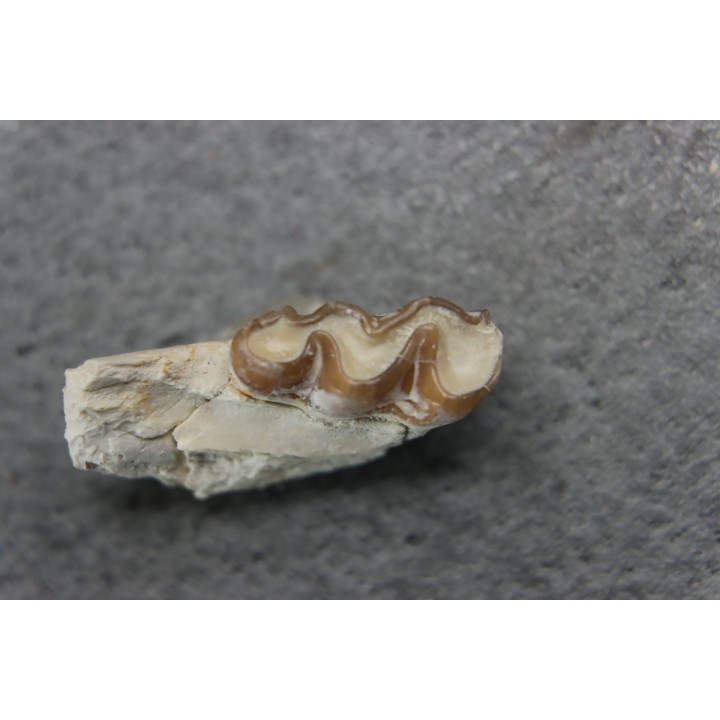 plagiolophus minor - Eocene - Dordogne - France
