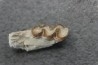 plagiolophus minor - Eocene - Dordogne - France