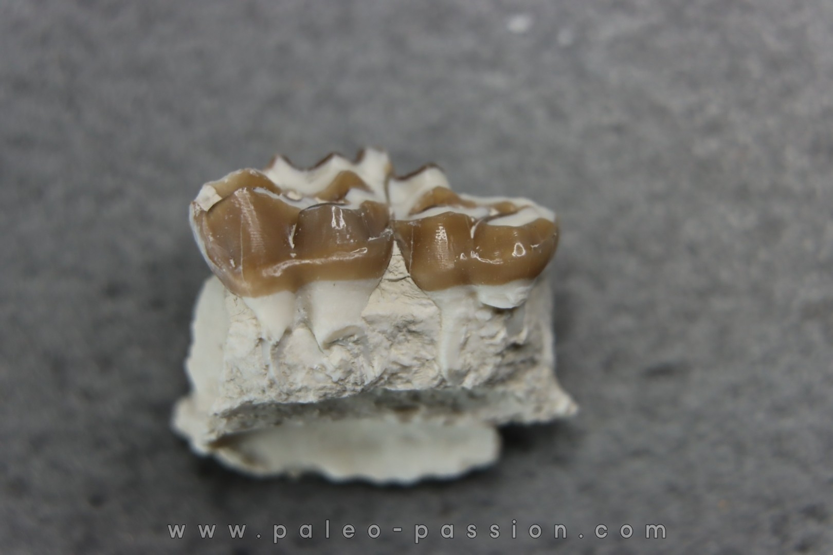 plagiolophus minor - Eocene - Dordogne - France