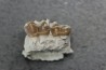 plagiolophus minor - Eocene - Dordogne - France