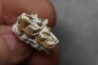 plagiolophus minor - Eocene - Dordogne - France