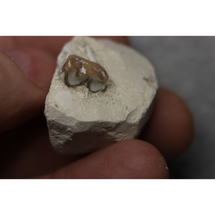 plagiolophus minor - Eocene - Dordogne - France