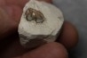 plagiolophus minor - Eocene - Dordogne - France