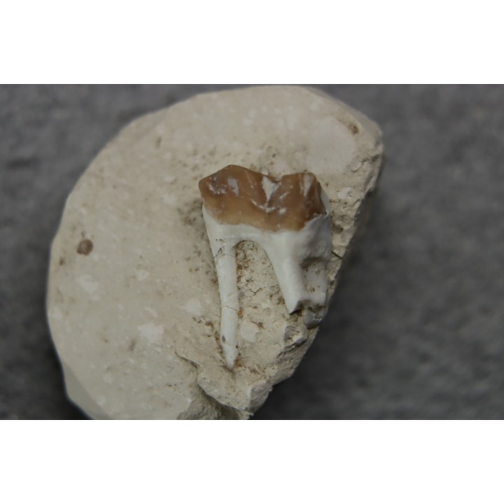 plagiolophus minor - Eocene - Dordogne - France