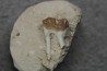 plagiolophus minor - Eocene - Dordogne - France