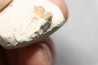 plagiolophus minor - Eocene - Dordogne - France