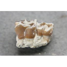 plagiolophus minor - Eocene - Dordogne - France