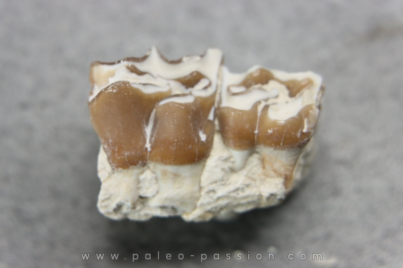 plagiolophus minor - Eocene - Dordogne - France