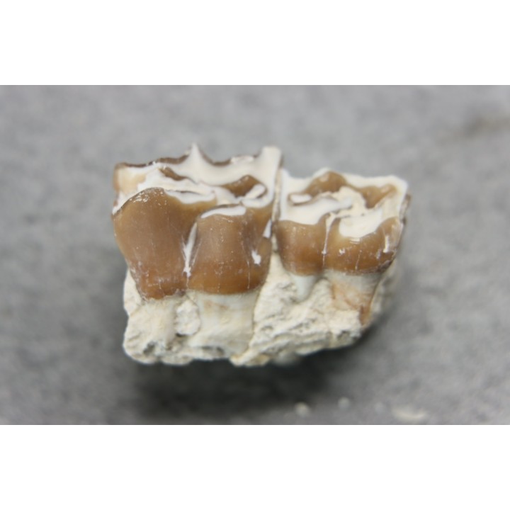 plagiolophus minor - Eocene - Dordogne - France