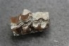 plagiolophus minor - Eocene - Dordogne - France