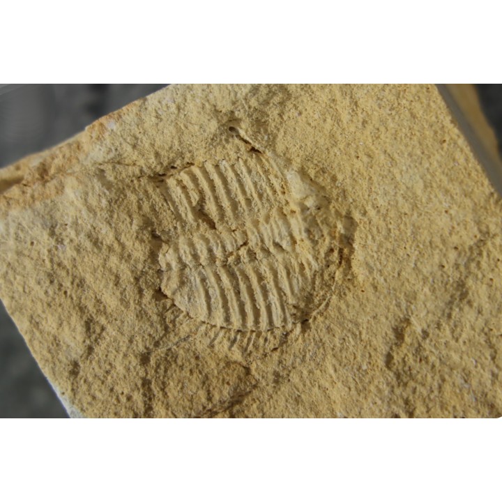 Ondontopleura markhami - silurian - Forbes. NSW. Australia