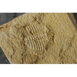 Ondontopleura markhami - silurian - Forbes. NSW. Australia