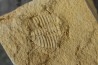 Ondontopleura markhami - silurian - Forbes. NSW. Australia