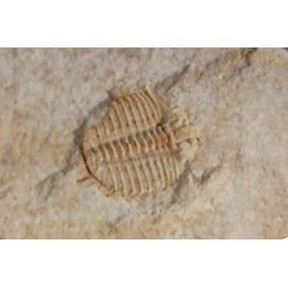 Ondontopleura markhami - silurian - Forbes. NSW. Australia