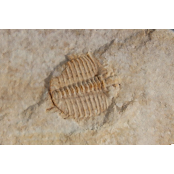 Ondontopleura markhami - silurian - Forbes NSW. Australie
