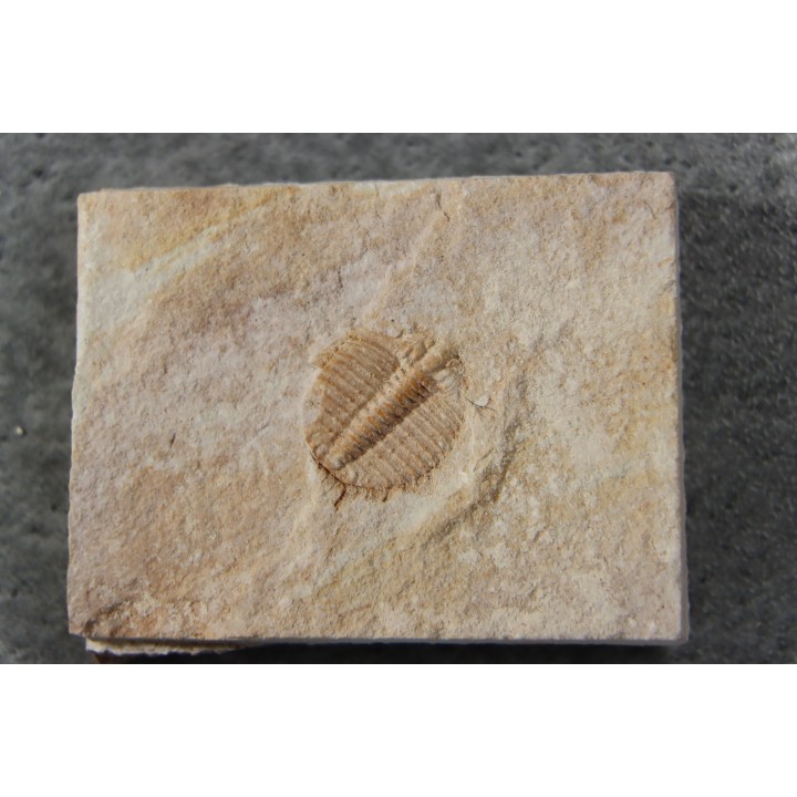 Ondontopleura markhami - silurian - Forbes. NSW. Australia