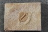 Ondontopleura markhami - silurian - Forbes NSW. Australie
