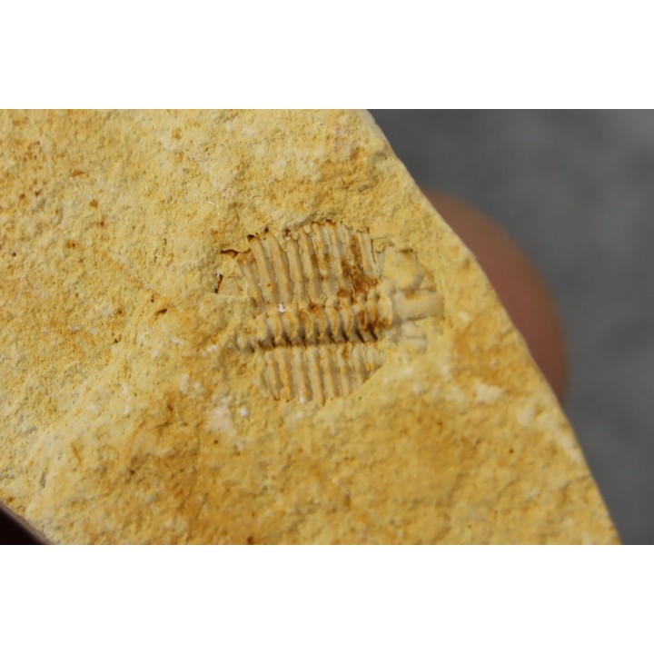 Ondontopleura markhami - silurian - Forbes. NSW. Australia