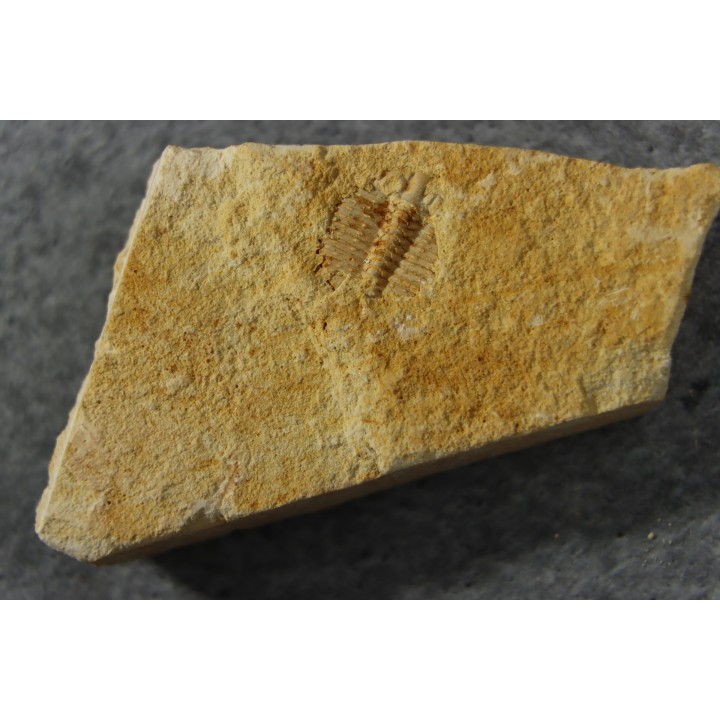 Ondontopleura markhami - silurian - Forbes. NSW. Australia
