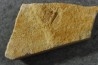 Ondontopleura markhami - silurian - Forbes. NSW. Australia