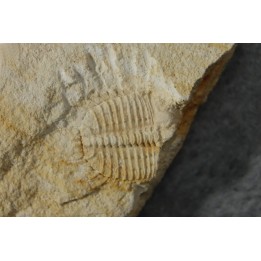 Ondontopleura markhami - silurian - Forbes. NSW. Australia