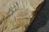 Ondontopleura markhami - silurian - Forbes. NSW. Australia