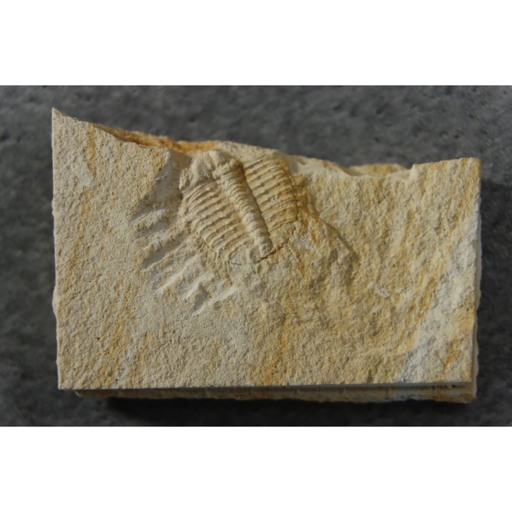Ondontopleura markhami - silurian - Forbes. NSW. Australia