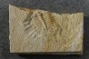 Ondontopleura markhami - silurian - Forbes NSW. Australie