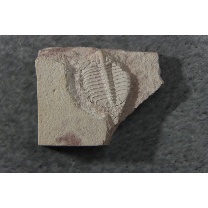 Ondontopleura markhami - silurian - Forbes. NSW. Australia