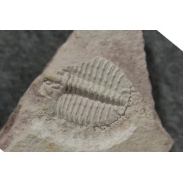 Ondontopleura markhami - silurian - Forbes. NSW. Australia